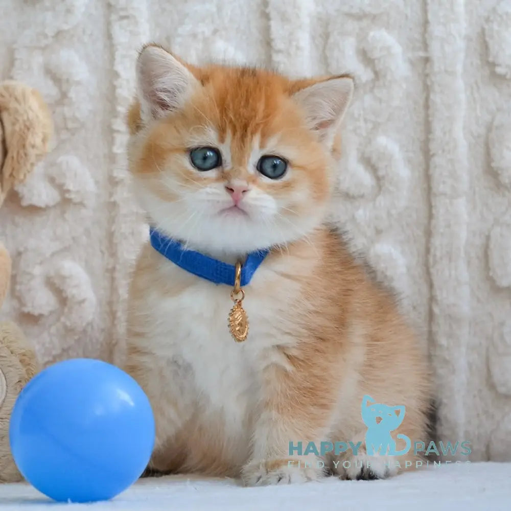 Xam Scottish Straight male black golden shaded live animals