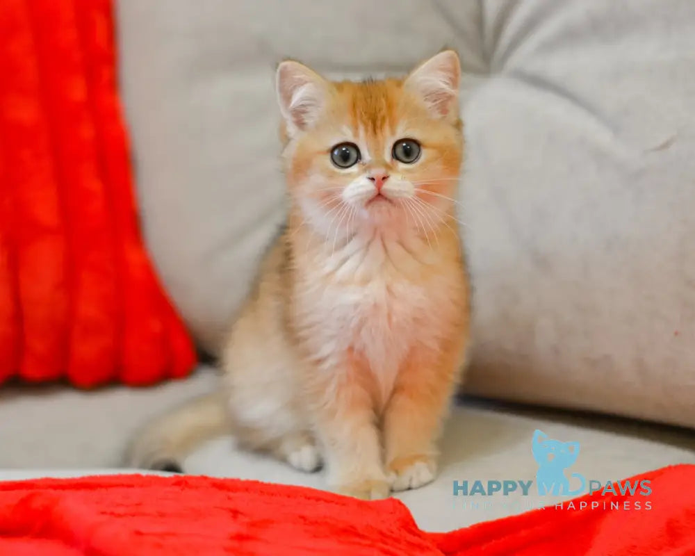 Xam Scottish Straight male black golden shaded live animals
