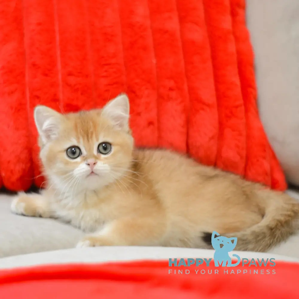 Xam Scottish Straight male black golden shaded live animals