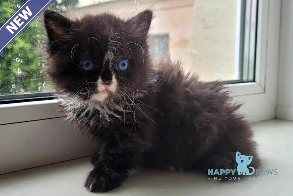 Xamer British Longhair male black bicolour live animals