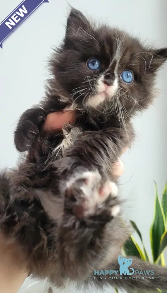 Xamer British Longhair male black bicolour live animals