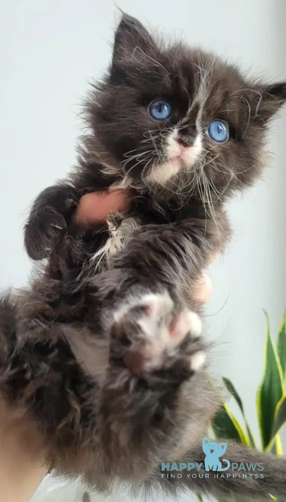 Xamer British Longhair male black bicolour live animals