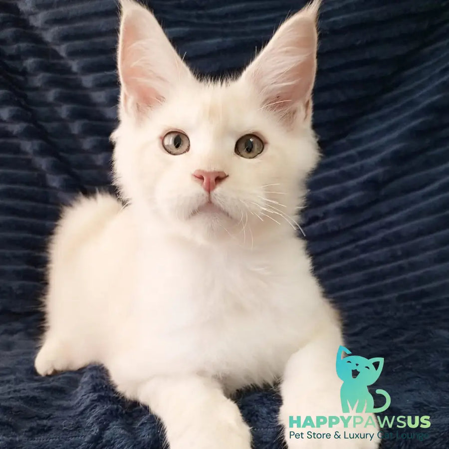 Xamer Maine Coon male red silver tabby - live animals
