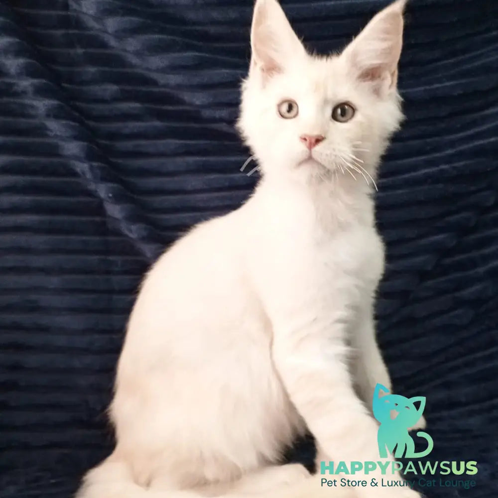 Xamer Maine Coon male red silver tabby - live animals