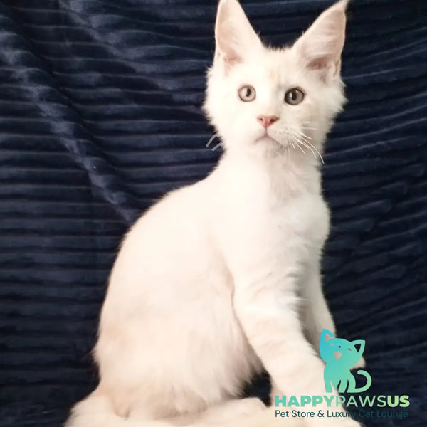 Xamer Maine Coon male red silver tabby - live animals