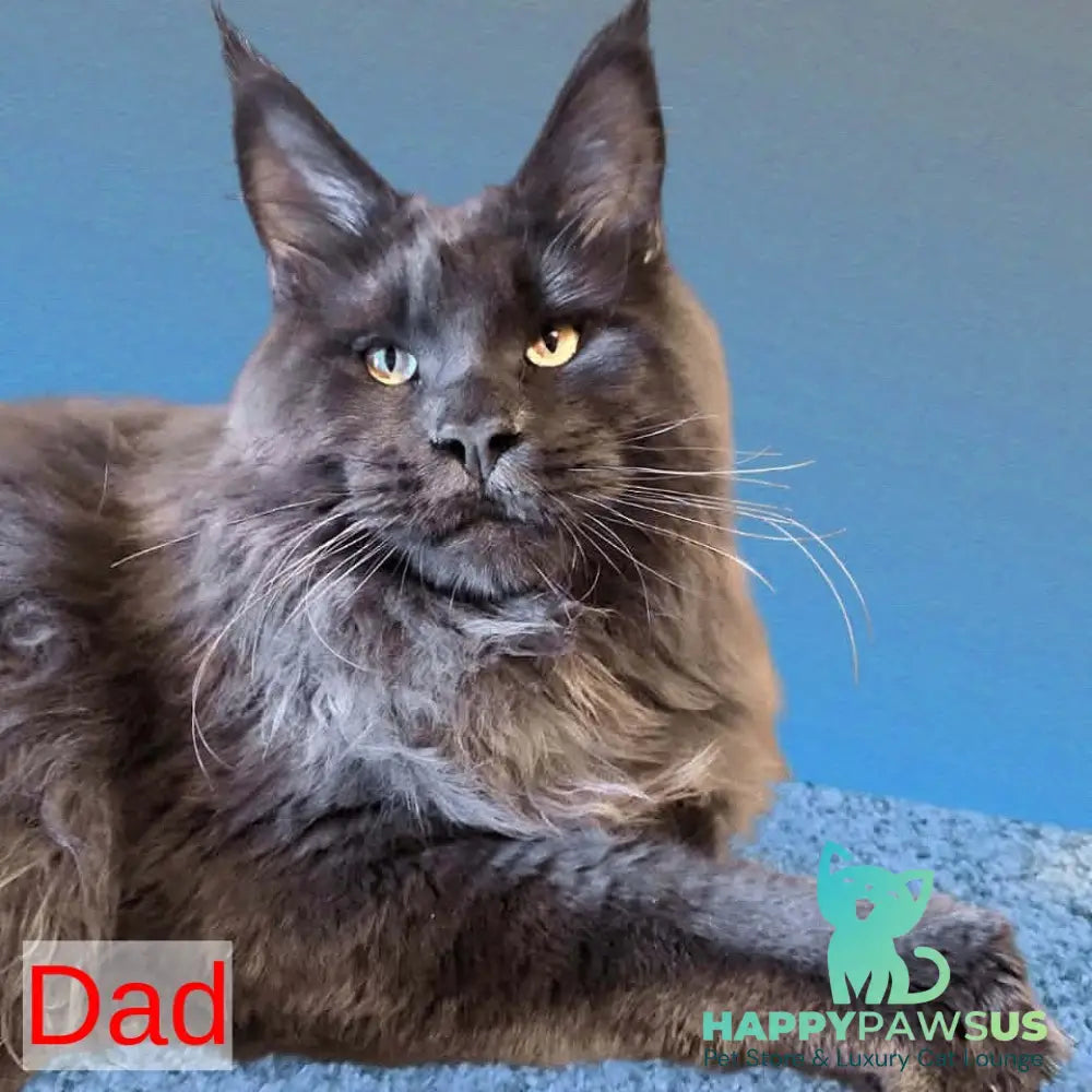 Xamer Maine Coon male red silver tabby - live animals