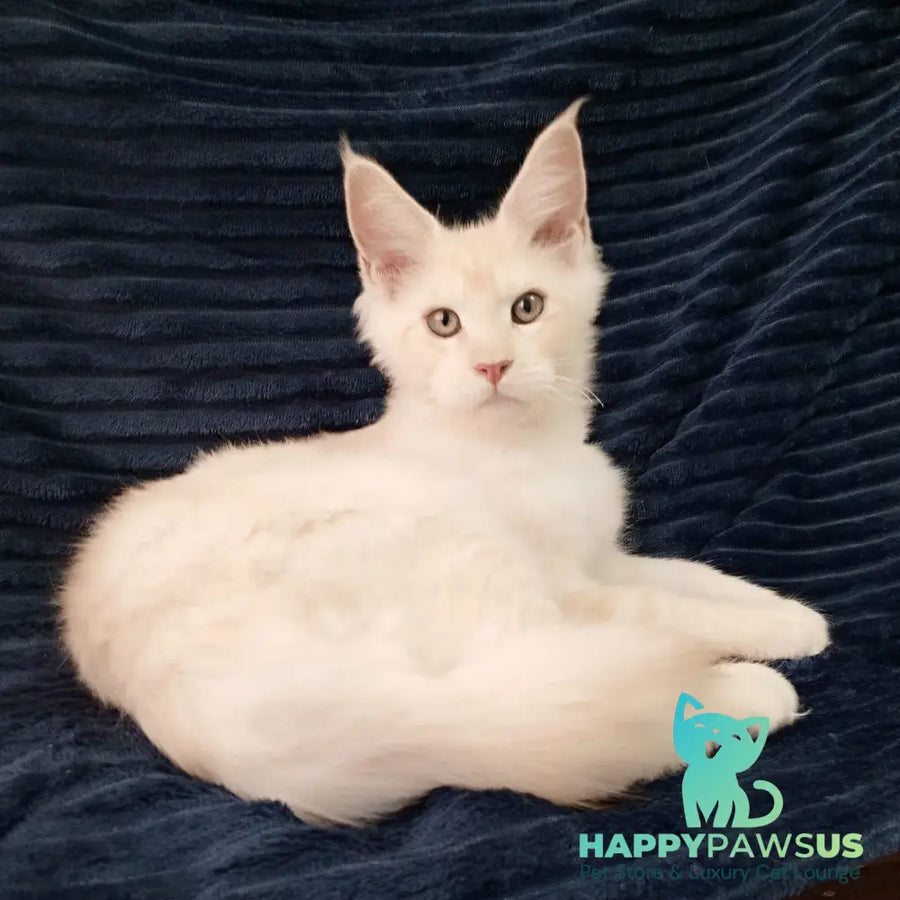 Xamer Maine Coon male red silver tabby - live animals