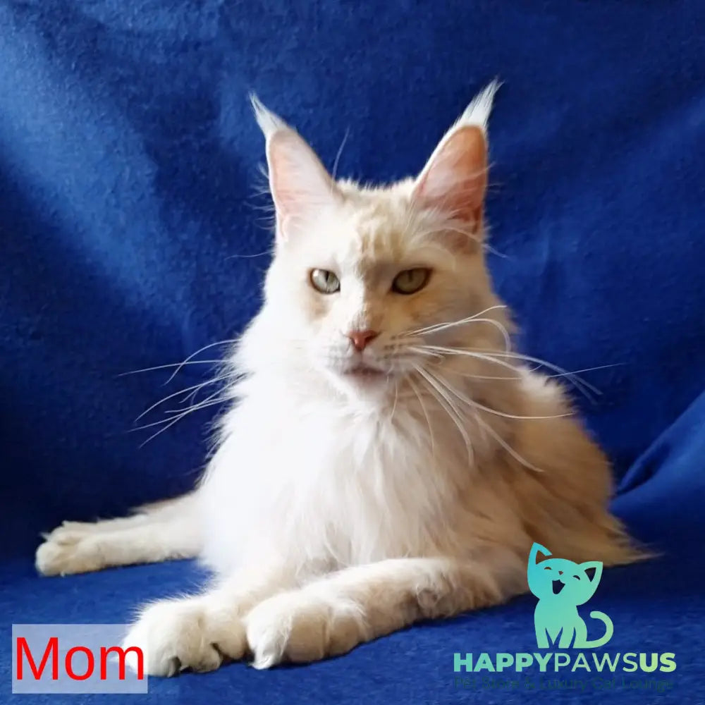 Xamer Maine Coon male red silver tabby - live animals