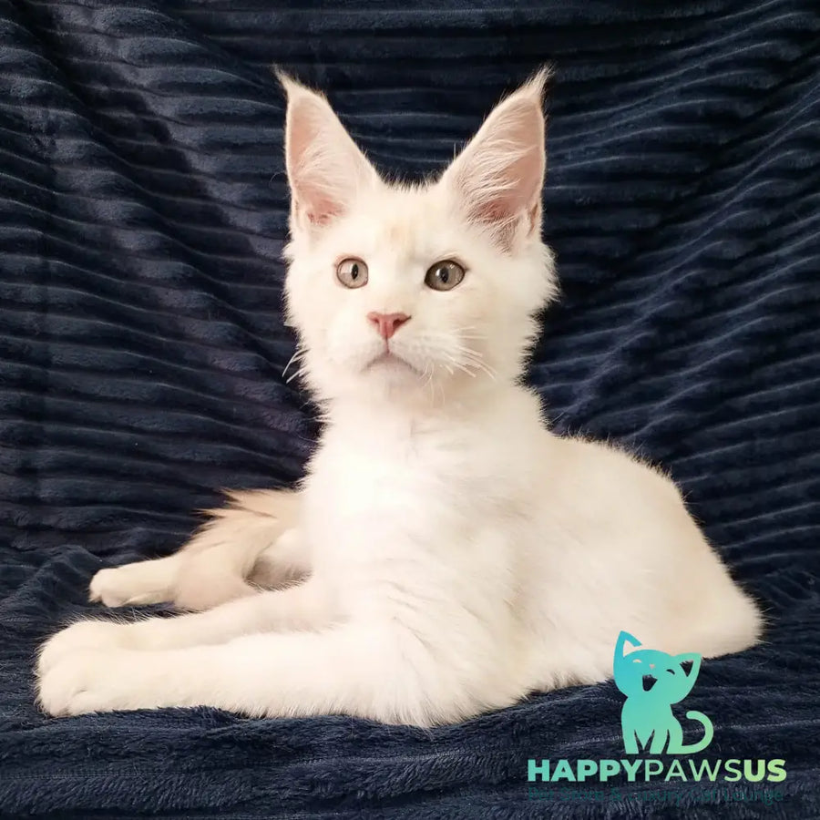 Xamer Maine Coon male red silver tabby - live animals