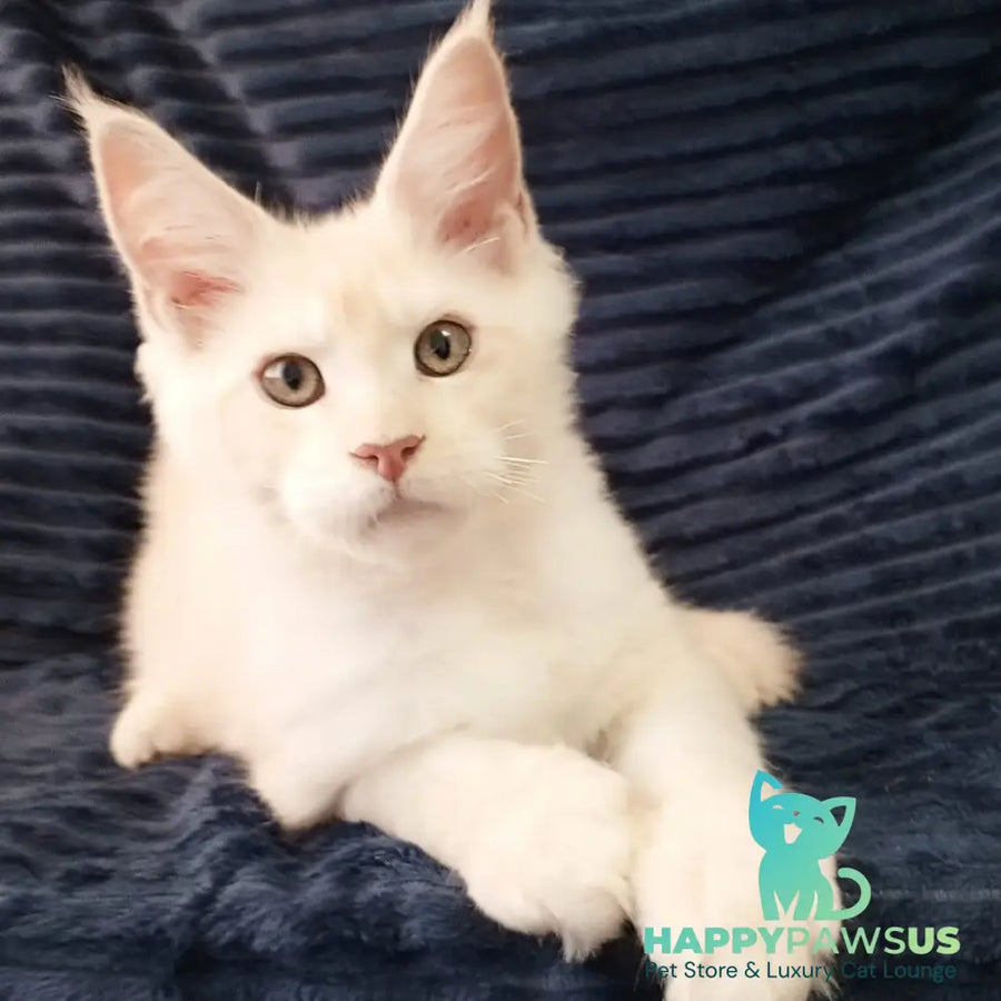 Xamer Maine Coon male red silver tabby - live animals