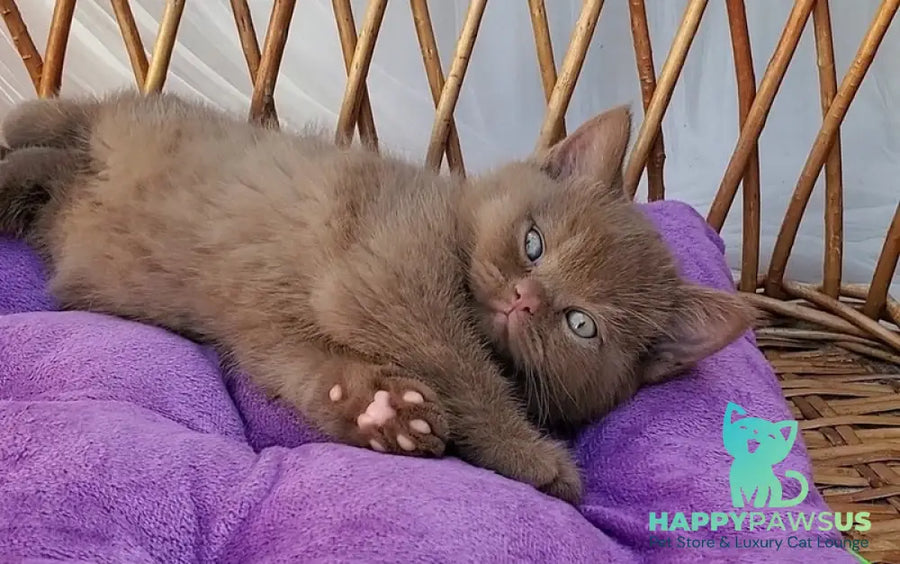 Xammer British Shorthair male cinnamon - live animals