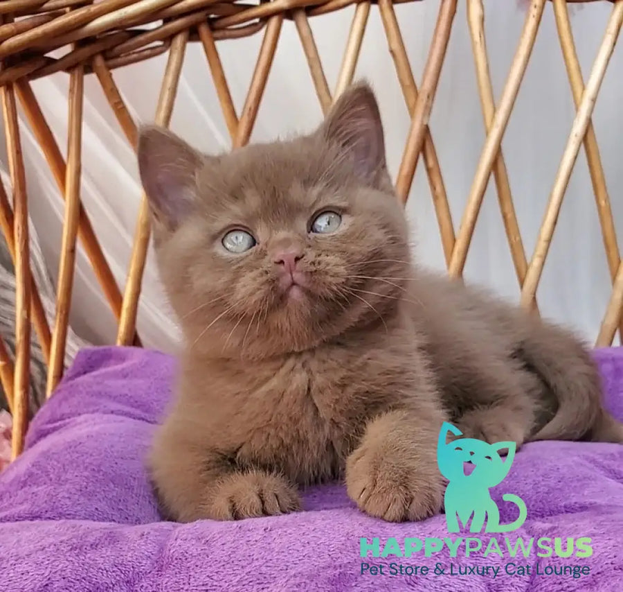 Xammer British Shorthair male cinnamon - live animals