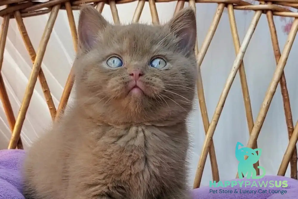 Xammer British Shorthair male cinnamon - live animals