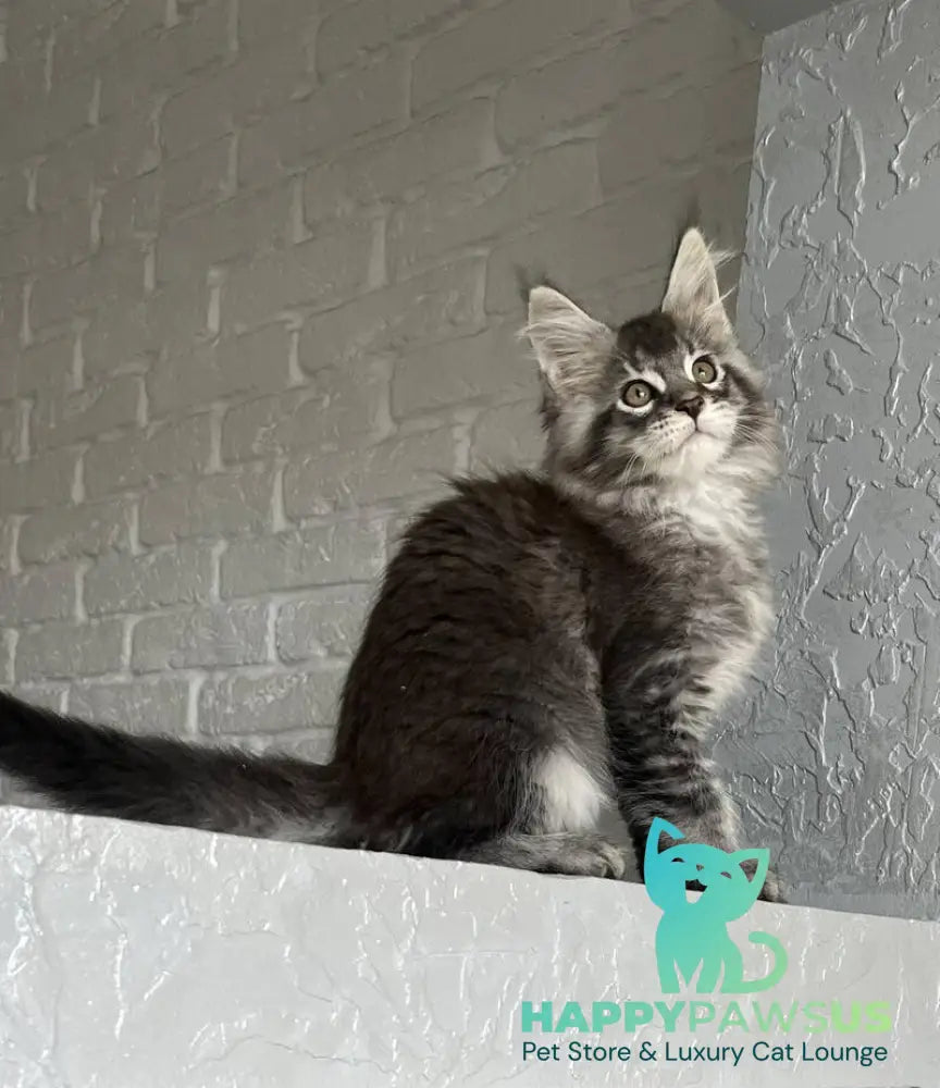 Xan Maine Coon male black silver ticked tabby - live animals