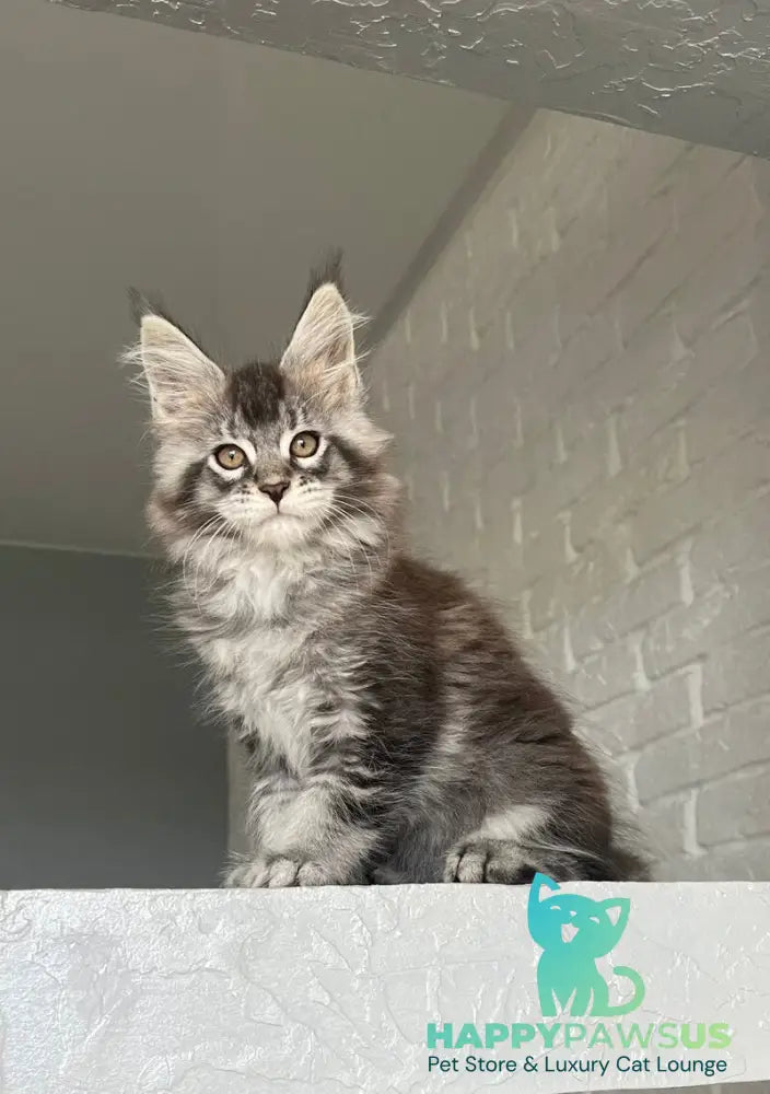 Xan Maine Coon male black silver ticked tabby - live animals