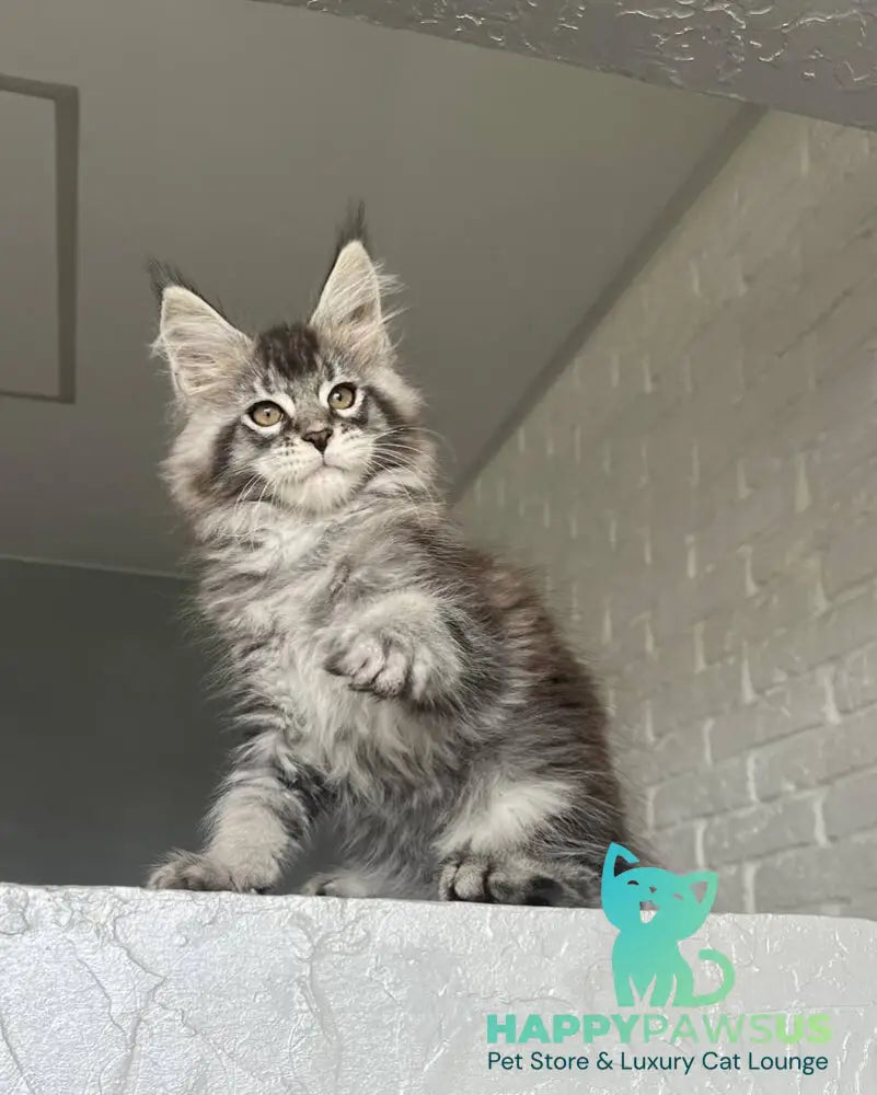 Xan Maine Coon male black silver ticked tabby - live animals