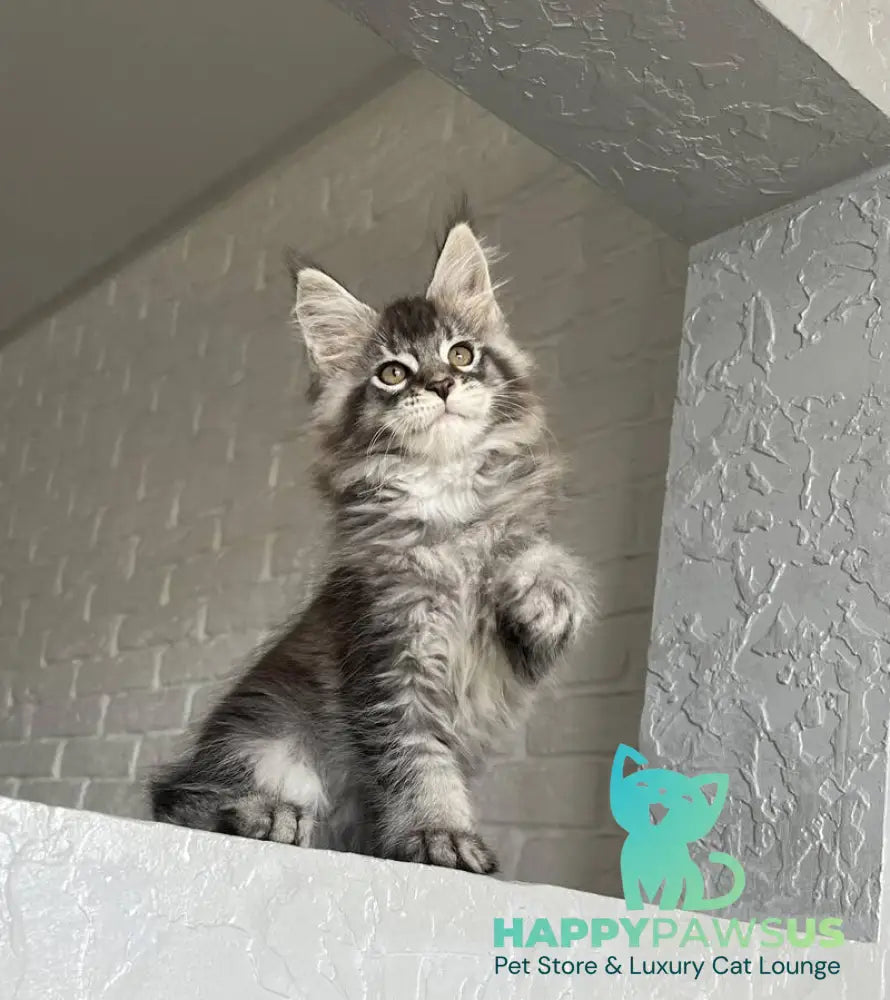 Xan Maine Coon male black silver ticked tabby - live animals