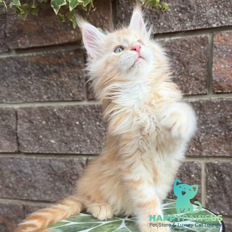 Xan Maine Coon male red silver tabby - live animals