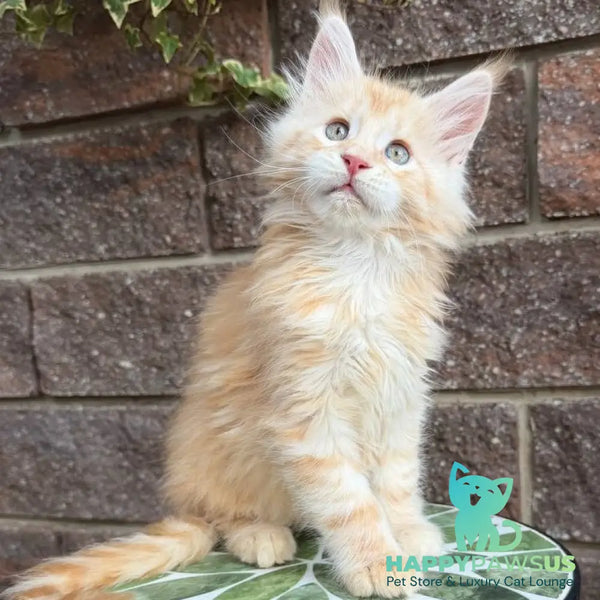 Xan Maine Coon male red silver tabby - live animals