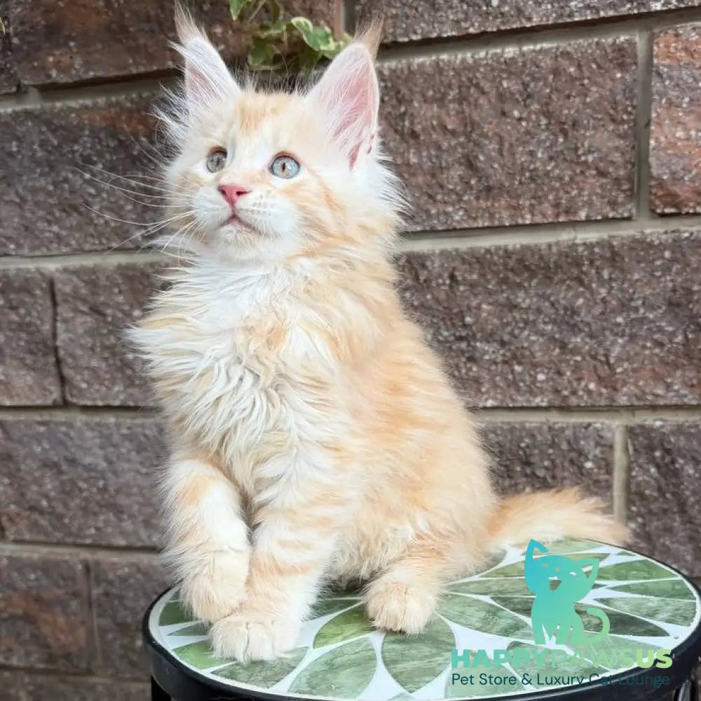 Xan Maine Coon male red silver tabby - live animals