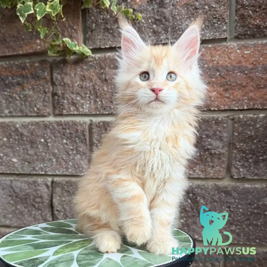 Xan Maine Coon male red silver tabby - live animals