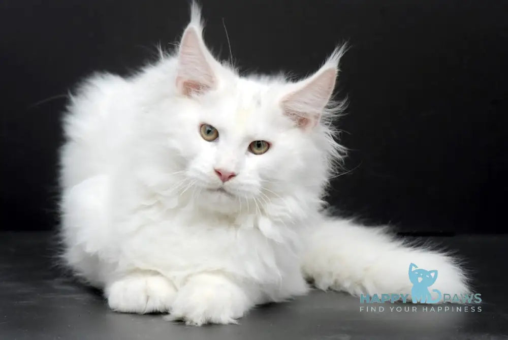 Xan Maine Coon Male White Live Animals
