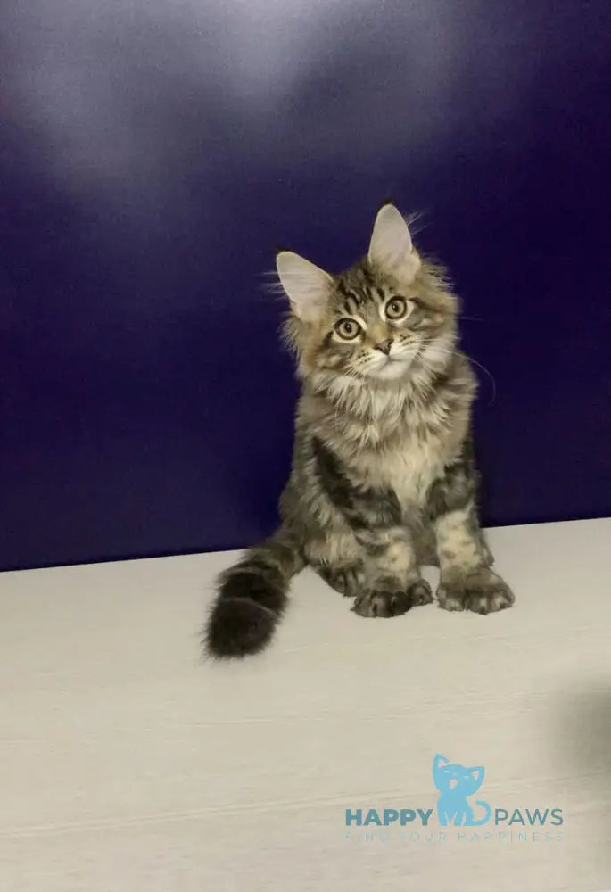 Xan Maine Coon polydactyl male black silver tabby live animals