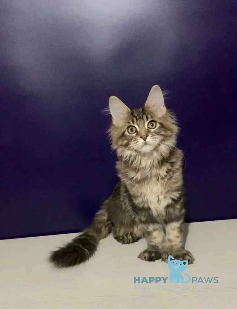 Xan Maine Coon polydactyl male black silver tabby live animals