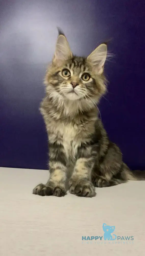 Xan Maine Coon polydactyl male black silver tabby live animals