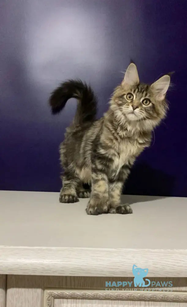 Xan Maine Coon polydactyl male black silver tabby live animals