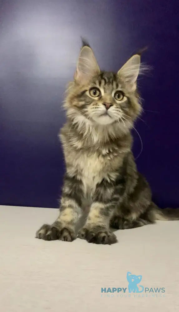 Xan Maine Coon polydactyl male black silver tabby live animals