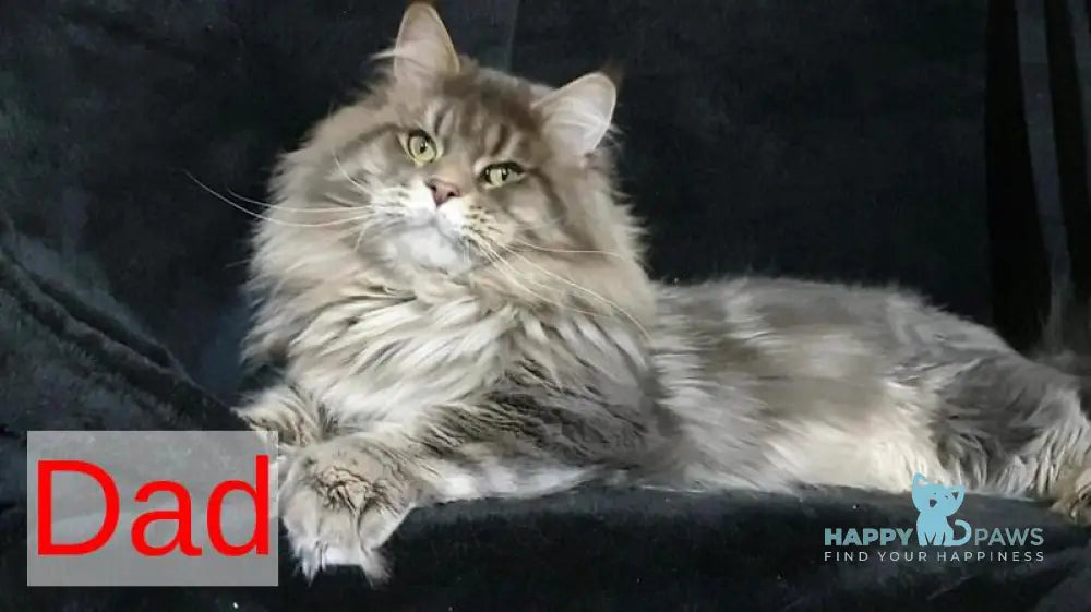 Xan Maine Coon polydactyl male black silver tabby live animals