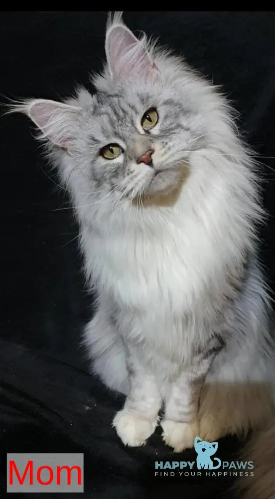 Xan Maine Coon polydactyl male black silver tabby live animals