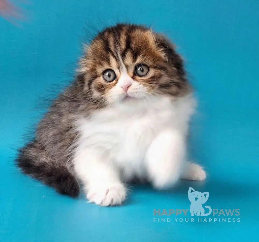 Xan Scottish Fold male black bicolour spotted tabby live animals