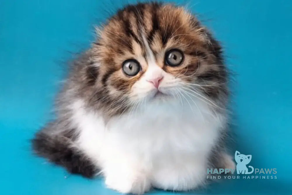 Xan Scottish Fold male black bicolour spotted tabby live animals