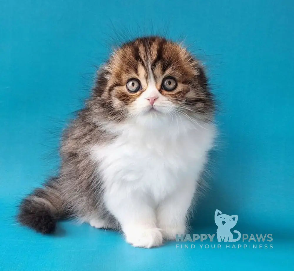 Xan Scottish Fold male black bicolour spotted tabby live animals