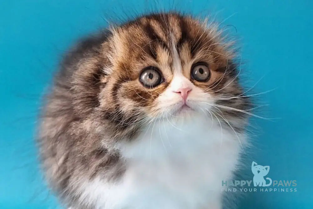 Xan Scottish Fold male black bicolour spotted tabby live animals