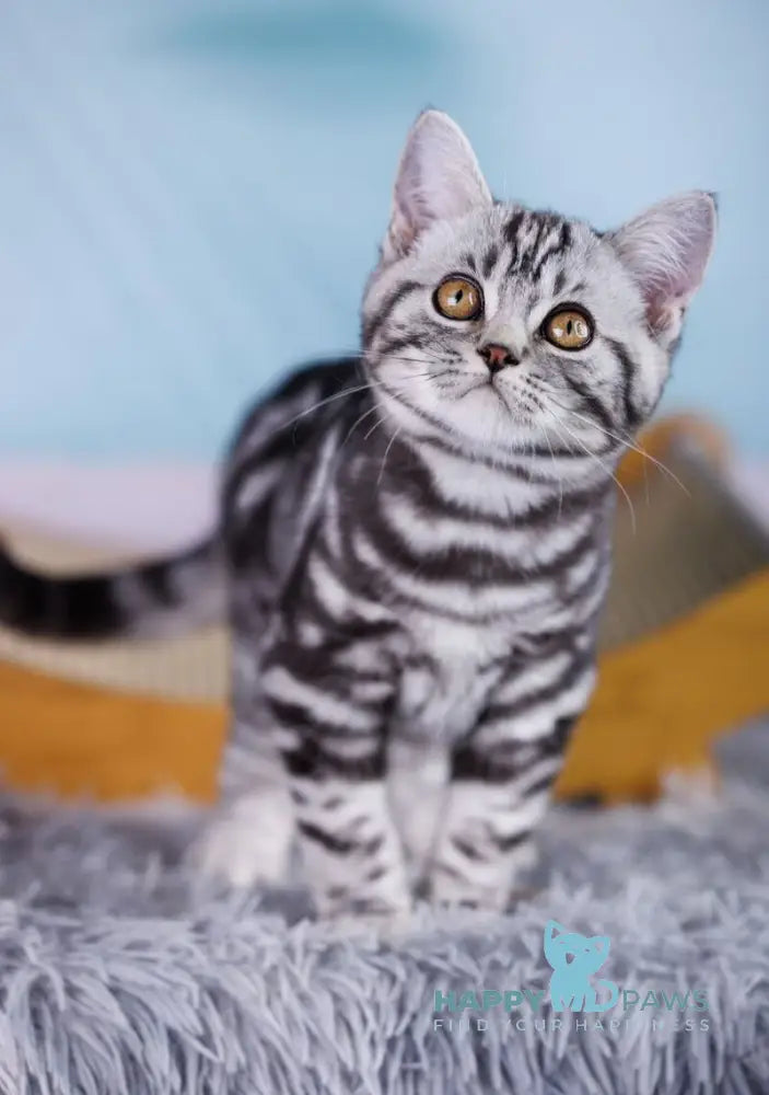 Xan Scottish Straight male black silver tabby live animals