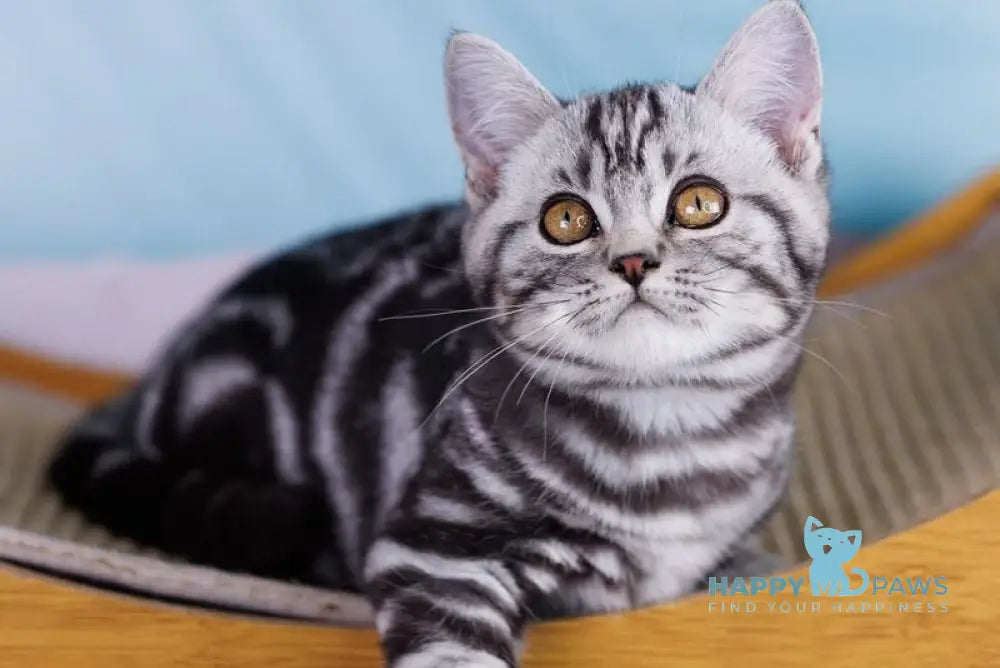 Xan Scottish Straight male black silver tabby live animals