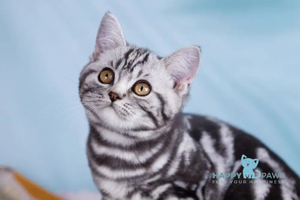 Xan Scottish Straight male black silver tabby live animals