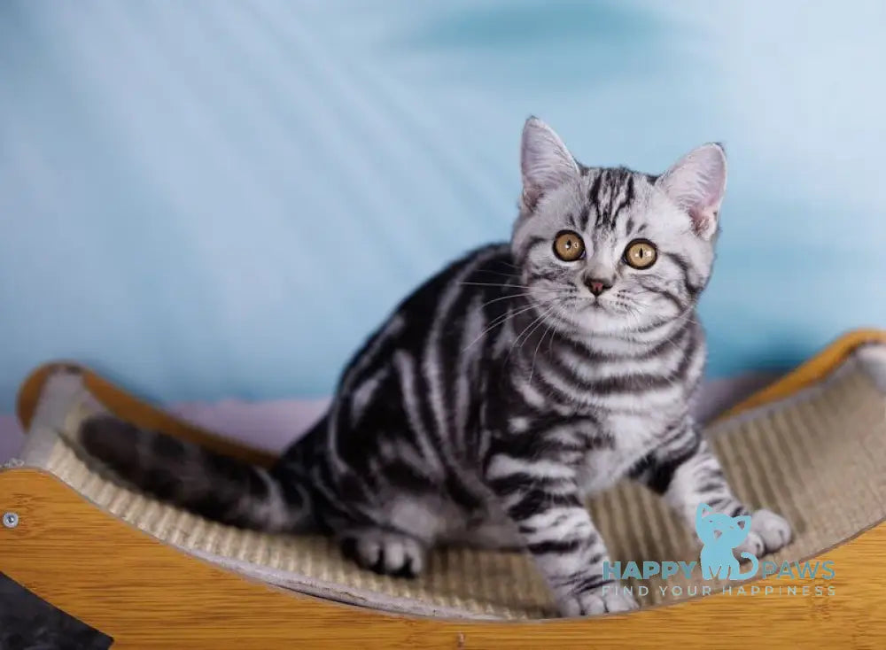 Xan Scottish Straight male black silver tabby live animals