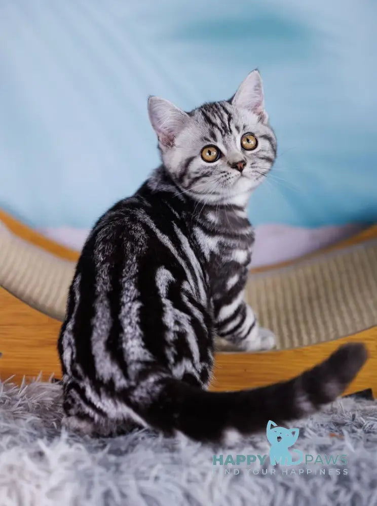 Xan Scottish Straight male black silver tabby live animals