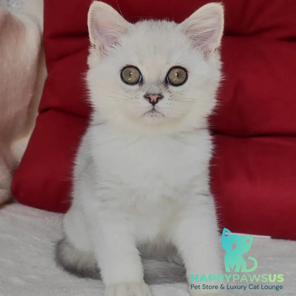 Xan Scottish Straight male blue silver ticked tabby - live animals