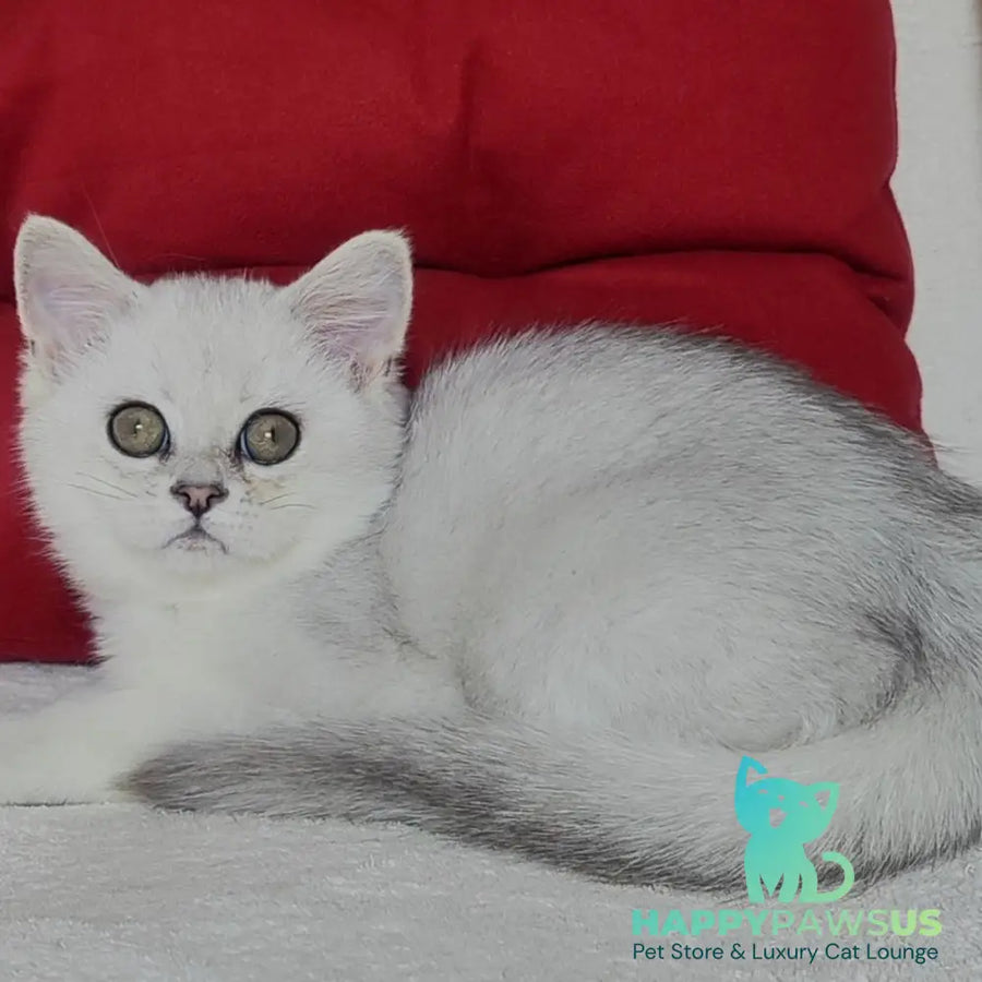 Xan Scottish Straight male blue silver ticked tabby - live animals