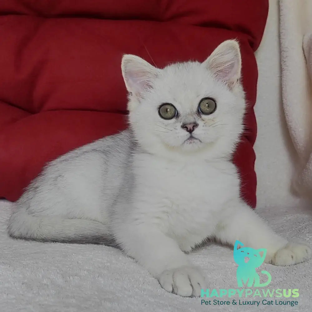 Xan Scottish Straight male blue silver ticked tabby - live animals