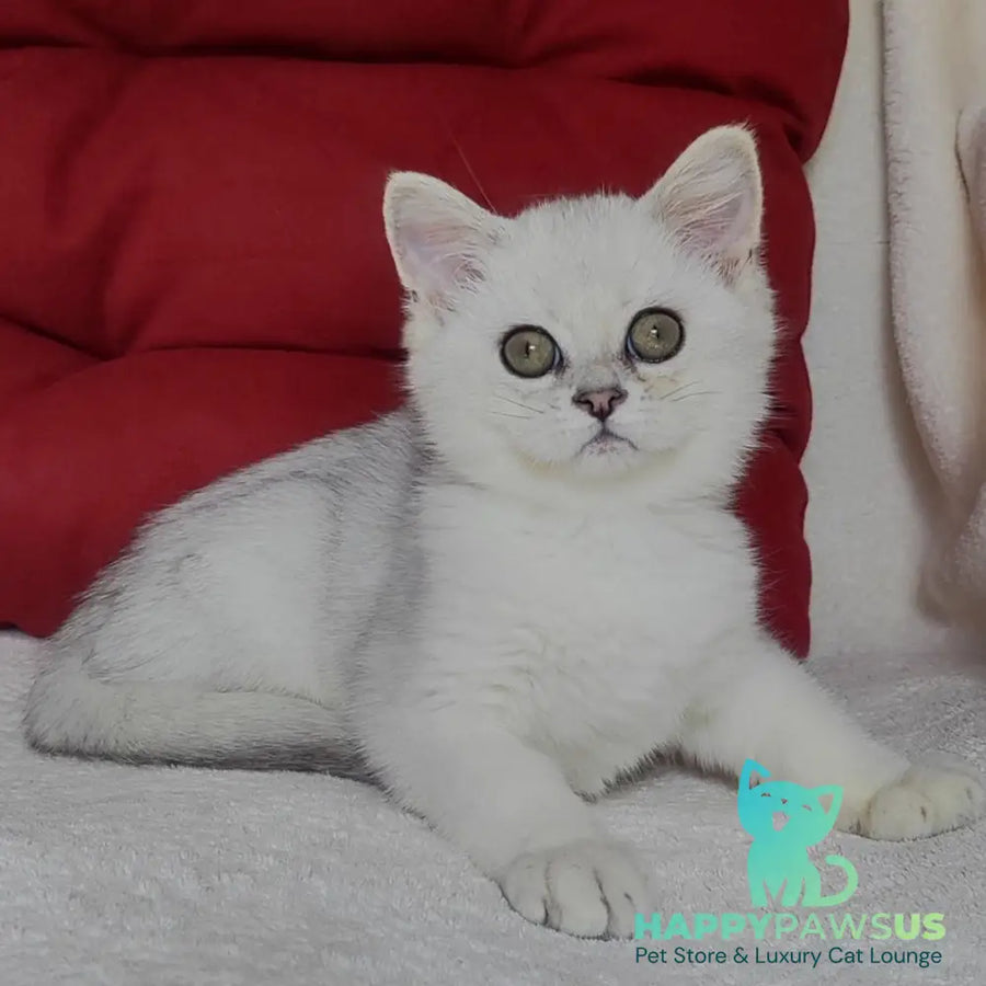 Xan Scottish Straight male blue silver ticked tabby - live animals