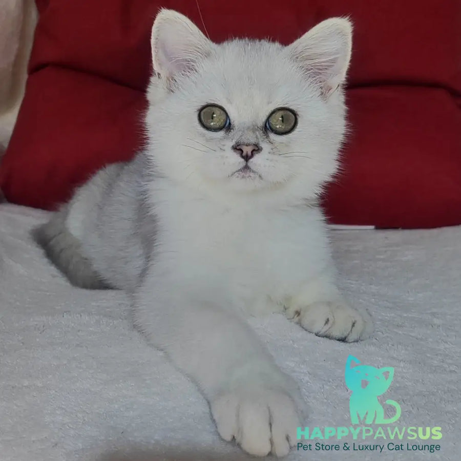 Xan Scottish Straight male blue silver ticked tabby - live animals