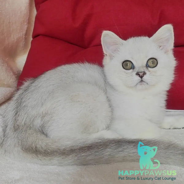 Xan Scottish Straight male blue silver ticked tabby - live animals