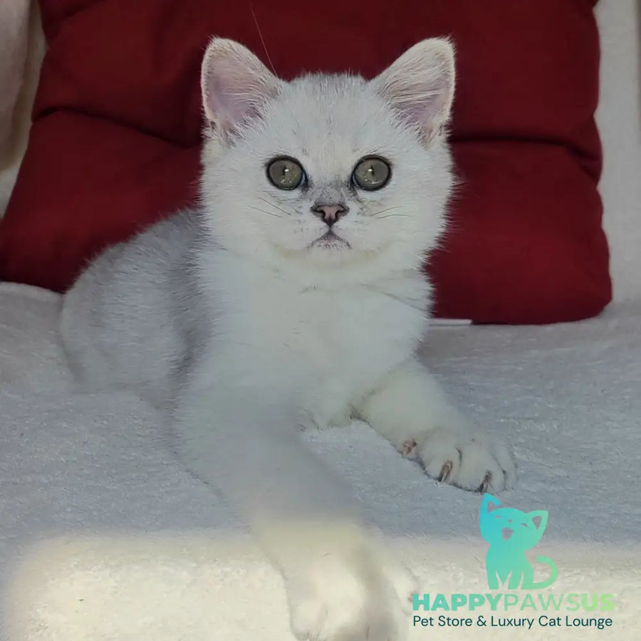 Xan Scottish Straight male blue silver ticked tabby - live animals