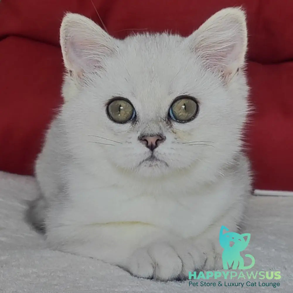 Xan Scottish Straight male blue silver ticked tabby - live animals